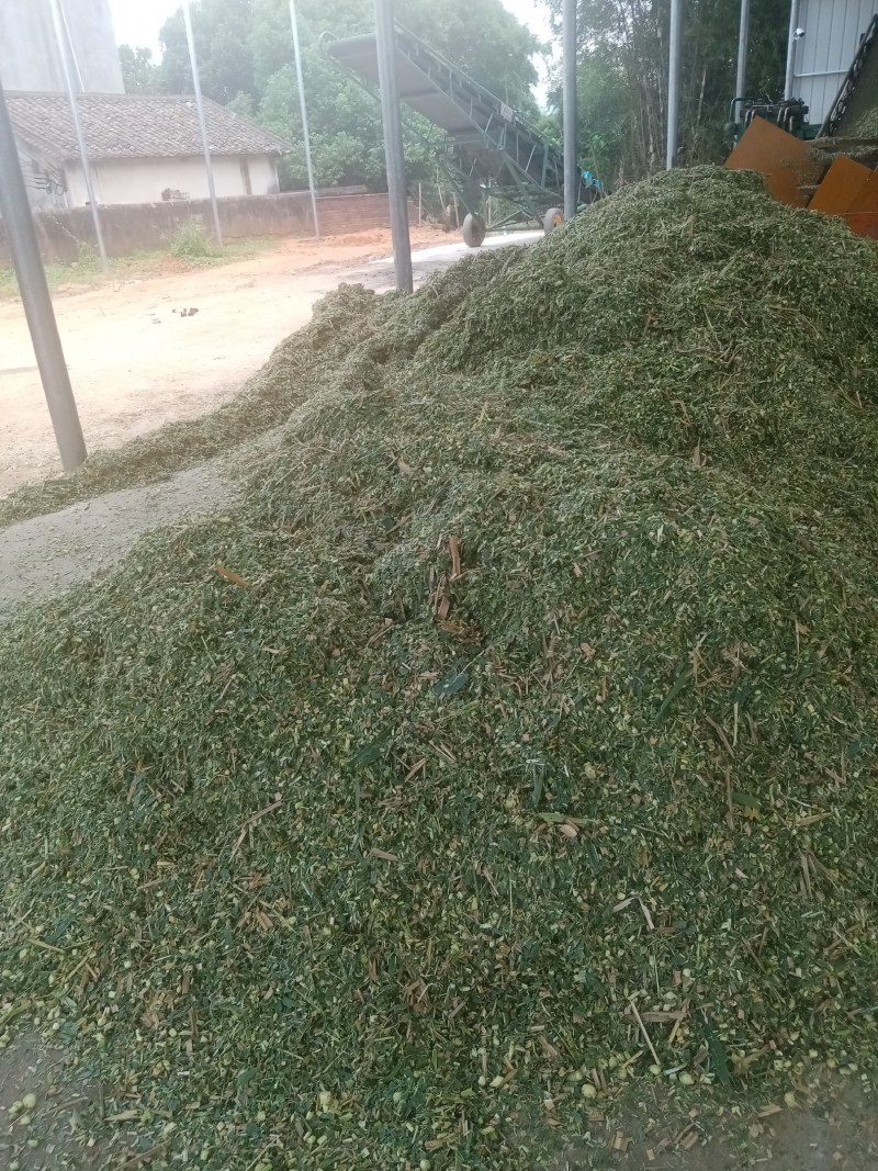 广东大量供应巨菌草，质优价廉，牛羊养殖好饲料！！