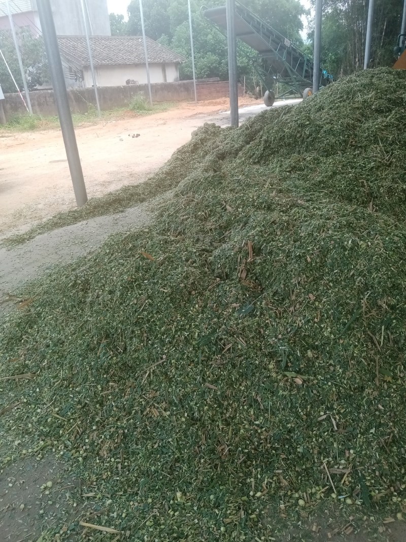 广东大量供应巨菌草，质优价廉，牛羊养殖好饲料！！