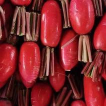 【精选】精品红皮萝卜一手货源产地直供鲜货供应量大