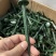 防草布除草布地布钉园艺果园用品地布钉大棚防草布地布钉