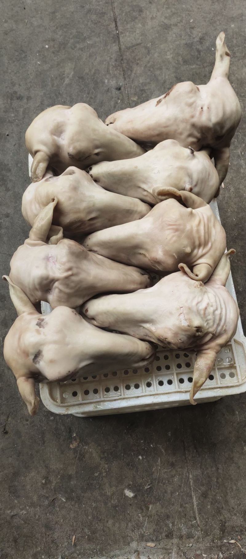 羔羊小生头量大优惠厂家现货山羊绵羊三斤左右