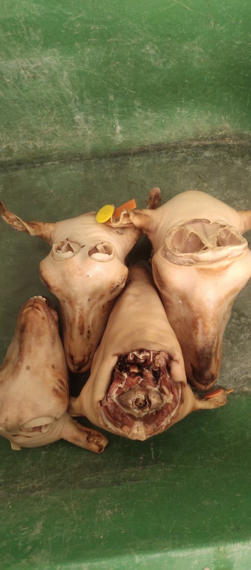 羔羊小生头量大优惠厂家现货山羊绵羊三斤左右