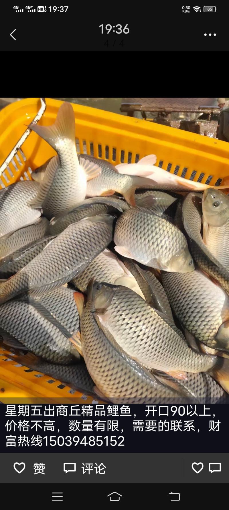 黑坑专用鲤鱼，鲫鱼