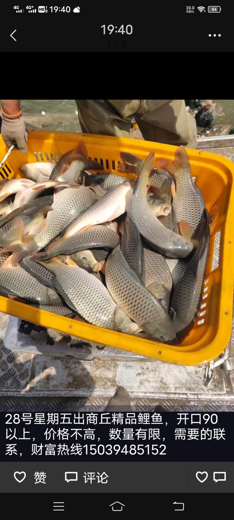 黑坑专用鲤鱼，鲫鱼