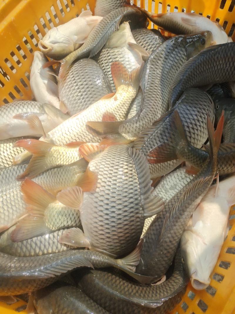 黑坑专用鲤鱼，鲫鱼