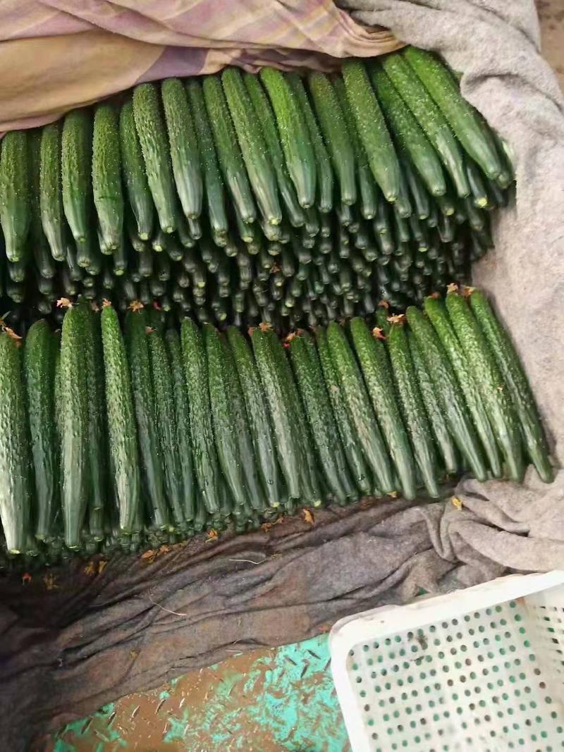 【热销】黄瓜，河北密刺黄瓜品质保证对接社群团购