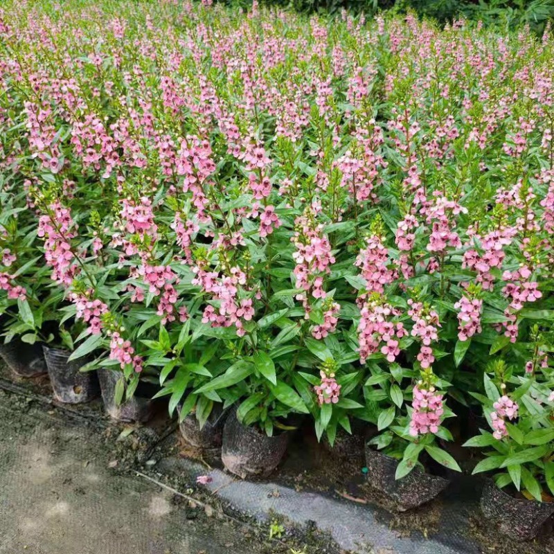 香彩雀