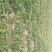 榆林鱼河芝麻瓜