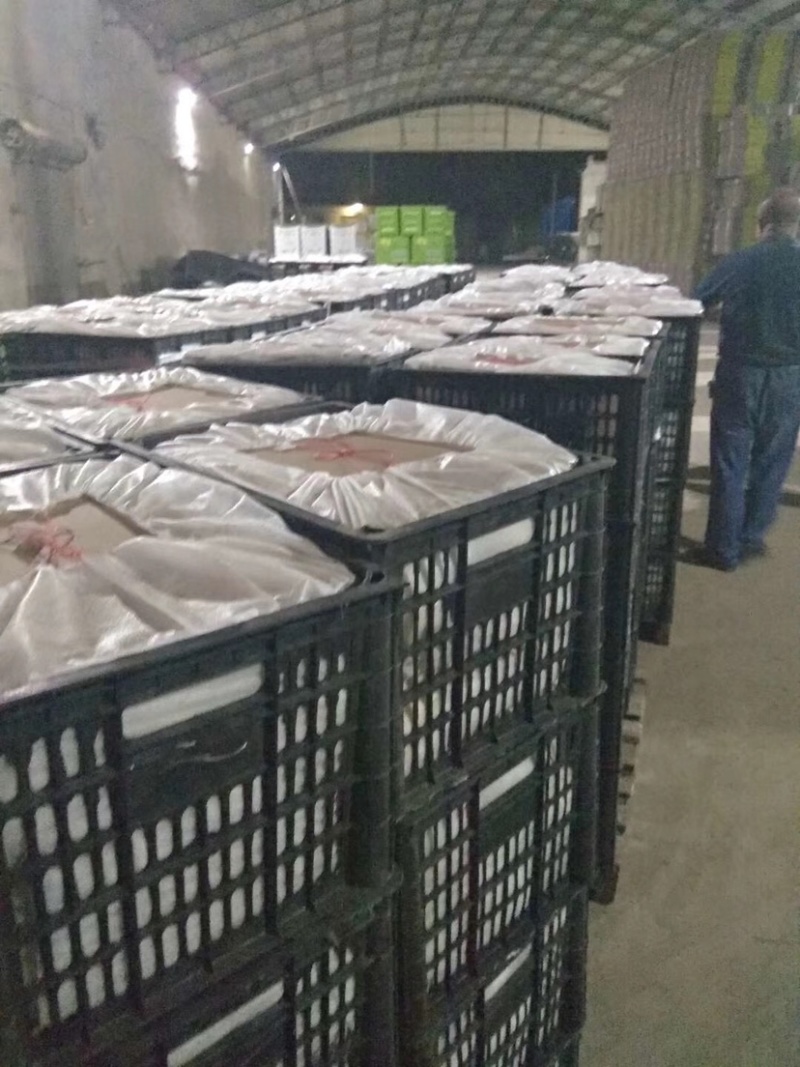 精品丰水梨产地直销质量上乘，可大量发货视频看货
