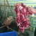纯干去皮羊后腿肉(精修无油)无碎肉
