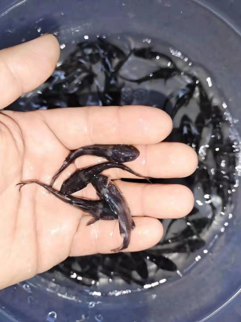 江团鱼苗两须钳鱼江团淡水养殖活体好养小回鱼苗