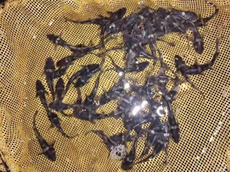 江团鱼苗两须钳鱼江团淡水养殖活体好养小回鱼苗