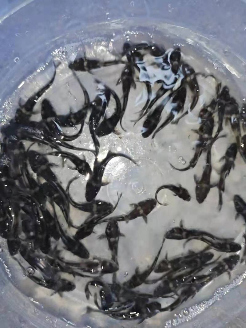 江团鱼苗两须钳鱼江团淡水养殖活体好养小回鱼苗