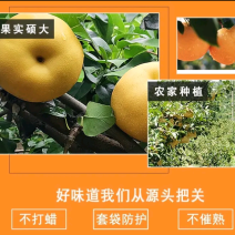 【正宗】宜宾鲜黄梨元黄梨