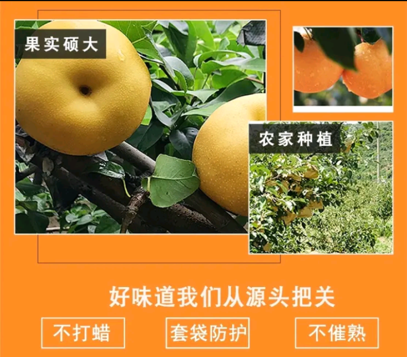 【正宗】宜宾鲜黄梨元黄梨