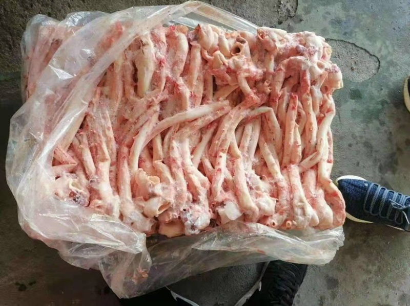 猪心管