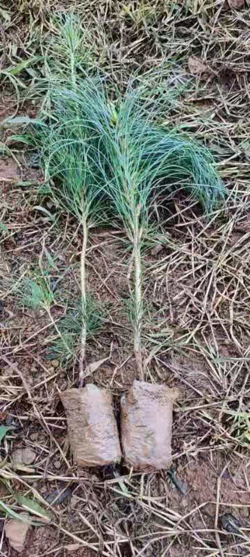 华山松树苗，大小规格都有售，无纺布袋，小白袋价格优惠