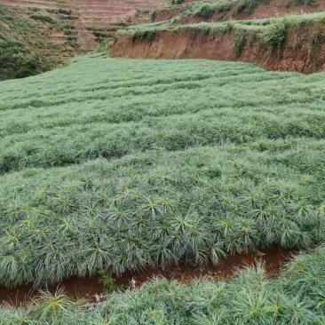 华山松树苗，大小规格都有售，无纺布袋，小白袋价格优惠