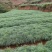 华山松树苗，大小规格都有售，无纺布袋，小白袋价格优惠