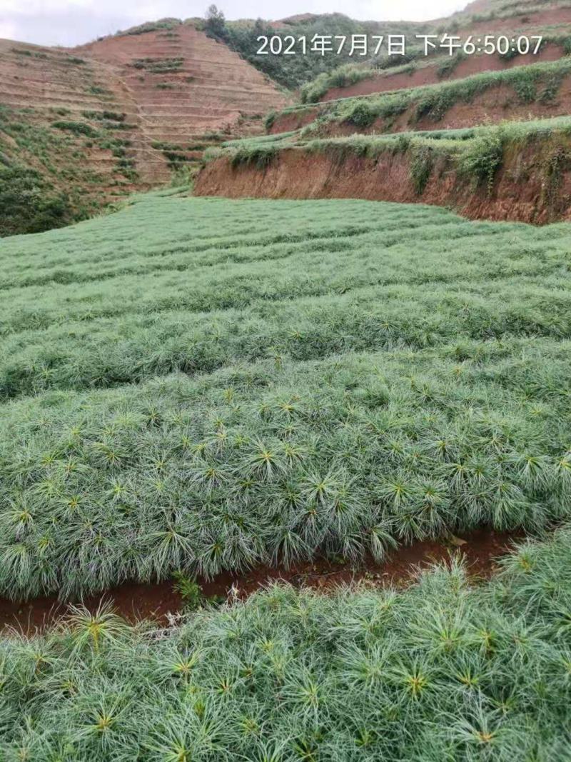 华山松树苗，大小规格都有售，无纺布袋，小白袋价格优惠