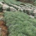 华山松树苗，大小规格都有售，无纺布袋，小白袋价格优惠