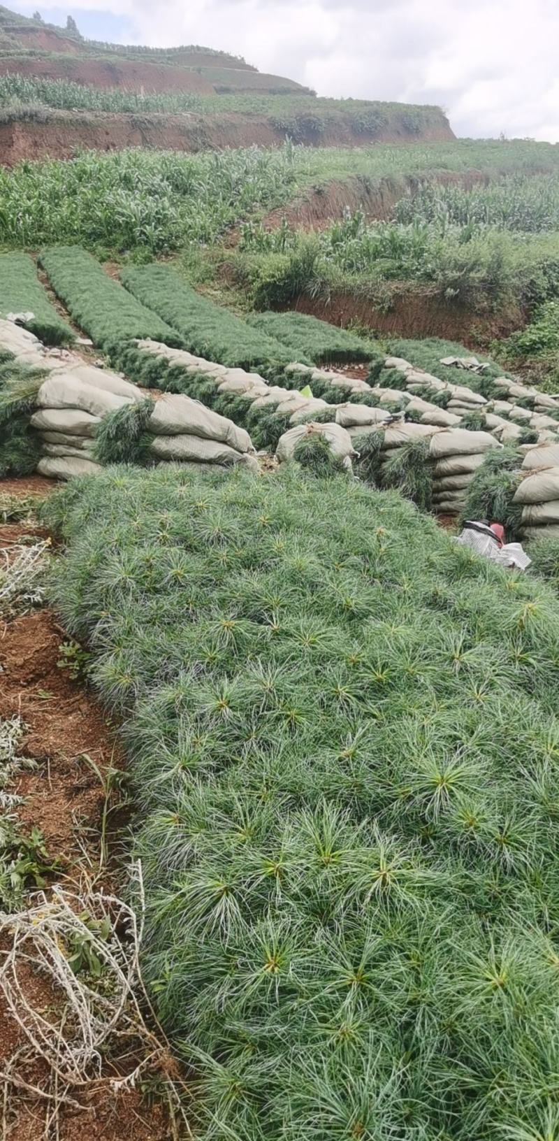 华山松树苗，大小规格都有售，无纺布袋，小白袋价格优惠