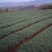 华山松树苗，大小规格都有售，无纺布袋，小白袋价格优惠