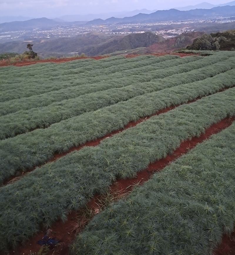 华山松树苗，大小规格都有售，无纺布袋，小白袋价格优惠
