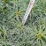 华山松树苗，大小规格都有售，无纺布袋，小白袋价格优惠
