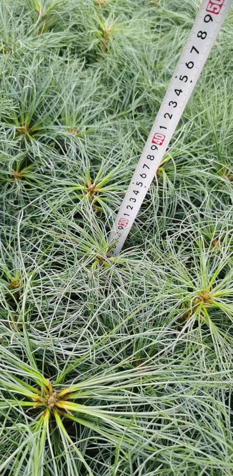 华山松树苗，大小规格都有售，无纺布袋，小白袋价格优惠
