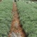 华山松树苗，大小规格都有售，无纺布袋，小白袋价格优惠
