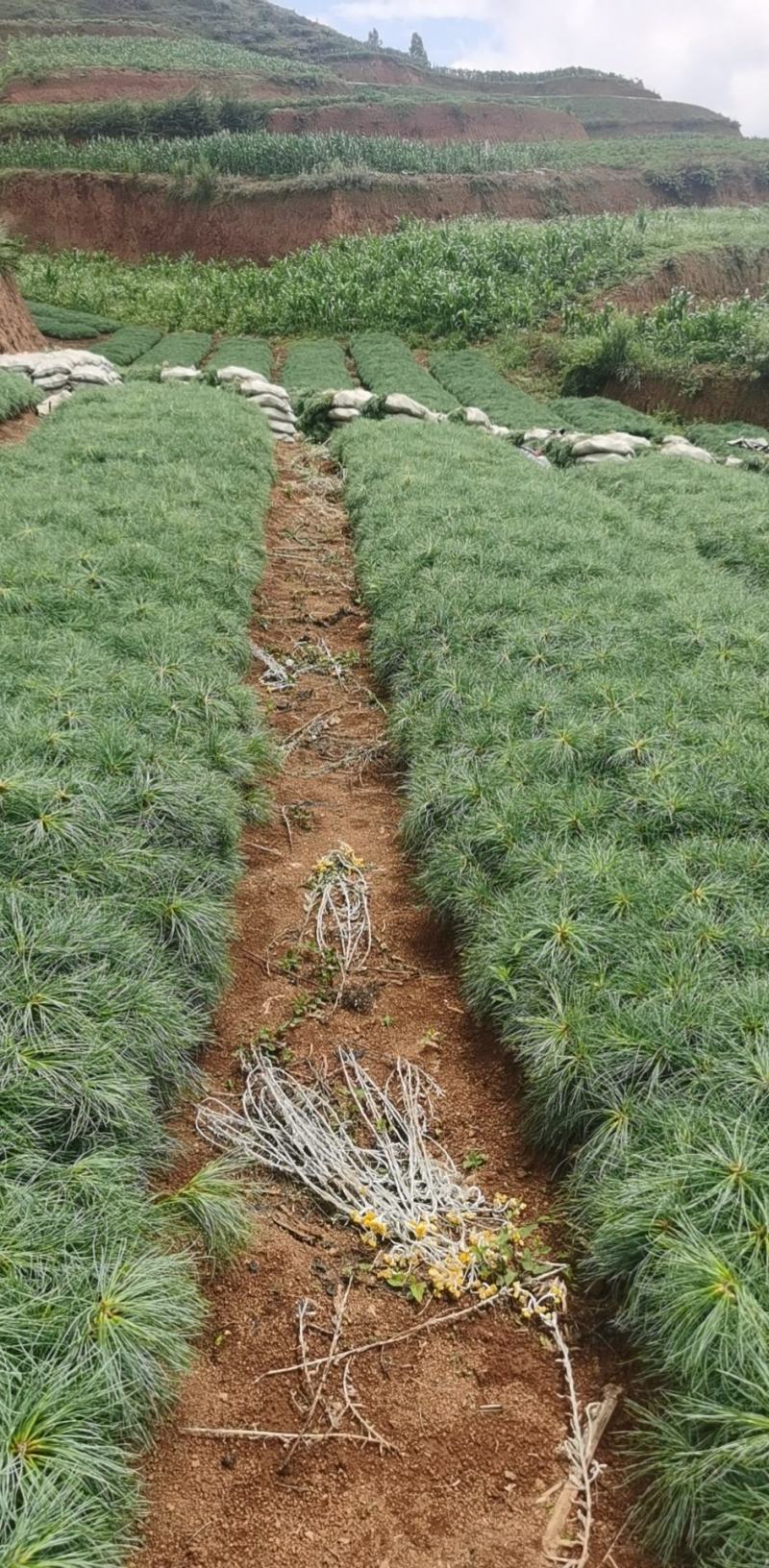 华山松树苗，大小规格都有售，无纺布袋，小白袋价格优惠