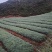 华山松树苗，大小规格都有售，无纺布袋，小白袋价格优惠