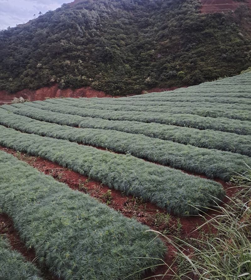 华山松树苗，大小规格都有售，无纺布袋，小白袋价格优惠