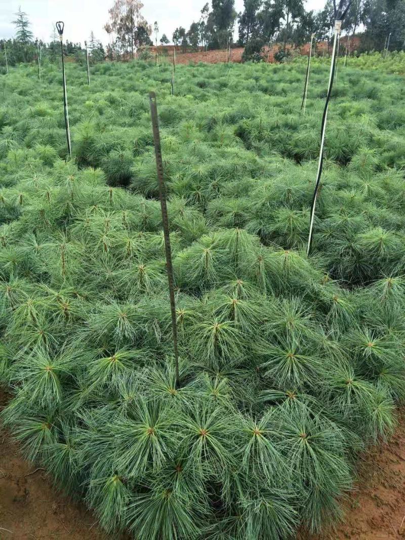 华山松树苗，大小规格都有售，无纺布袋，小白袋价格优惠