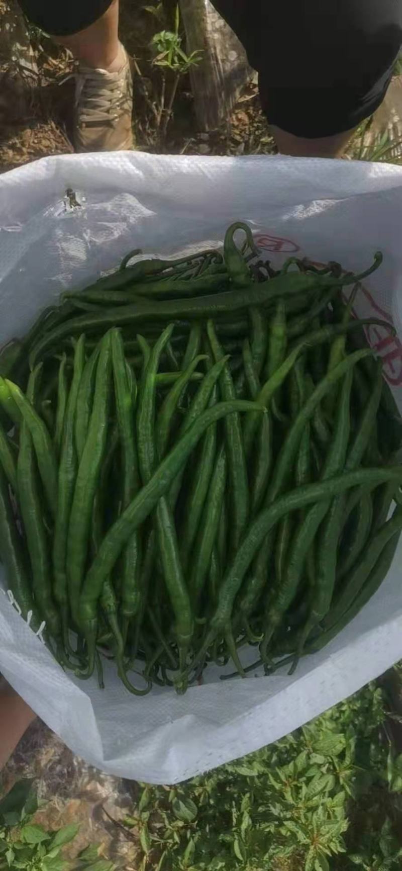 3号线椒