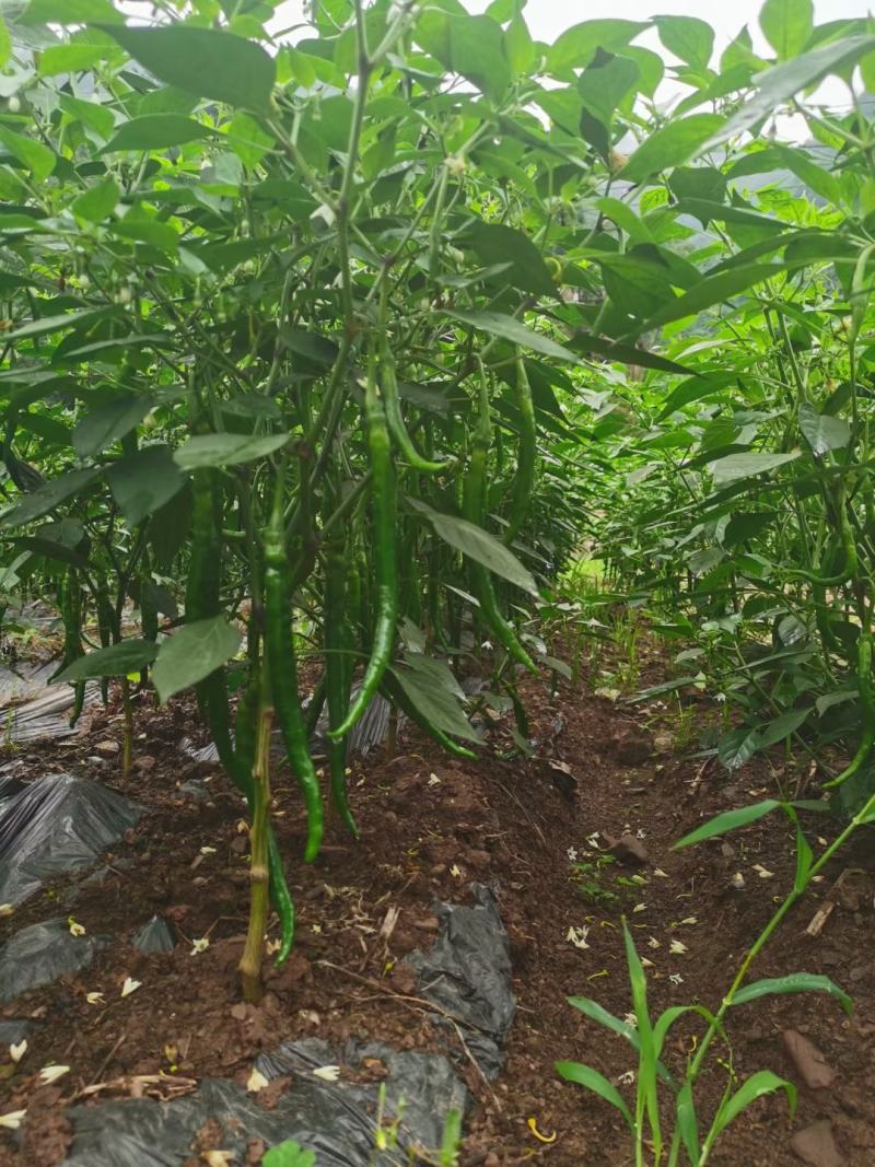 3号线椒