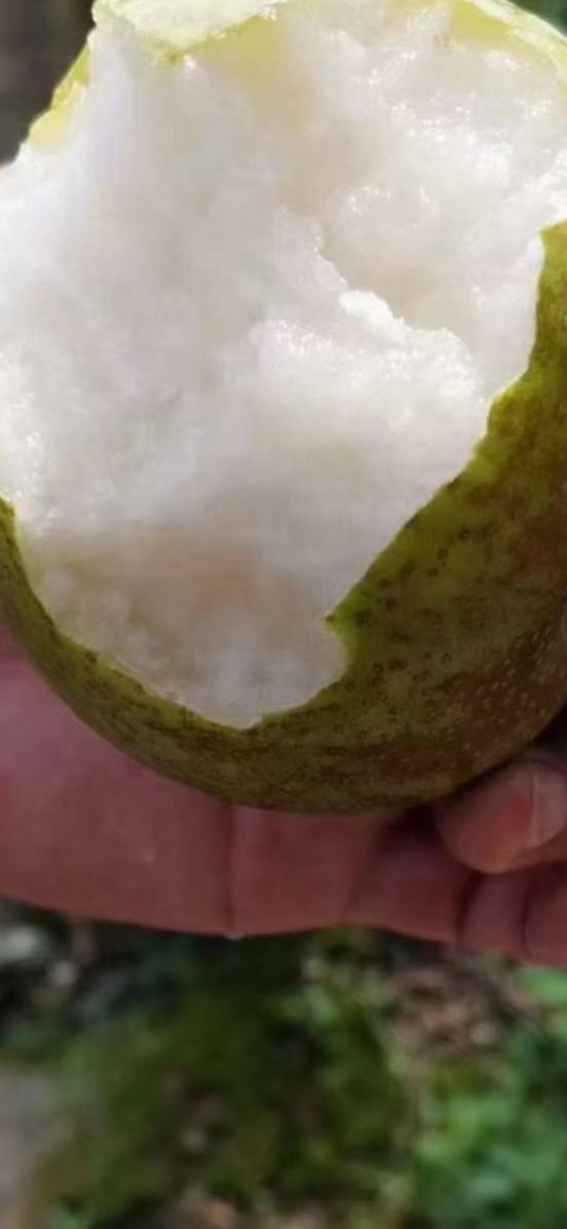 霞客翠冠梨