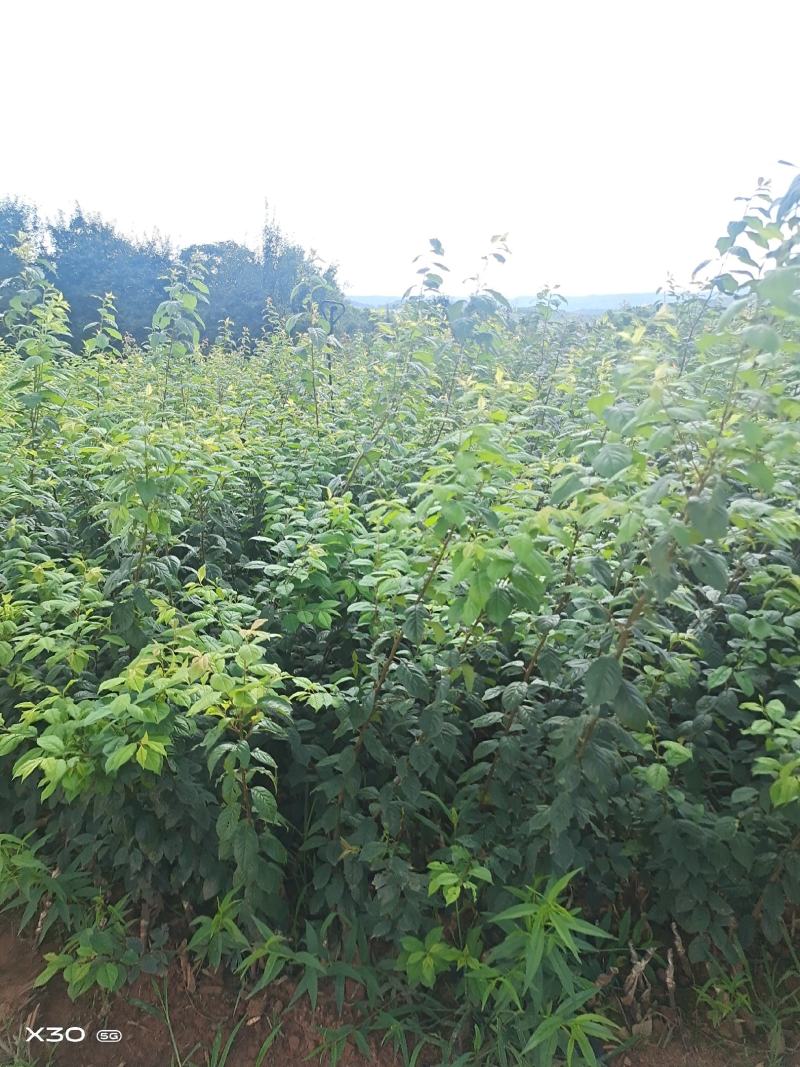 布朗李子树苗，早熟品种蜜思李，晚熟李子黑宝石