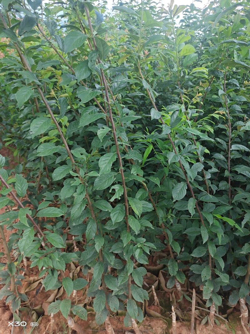 布朗李子树苗，早熟品种蜜思李，晚熟李子黑宝石