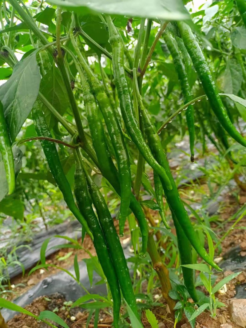 各类蔬菜