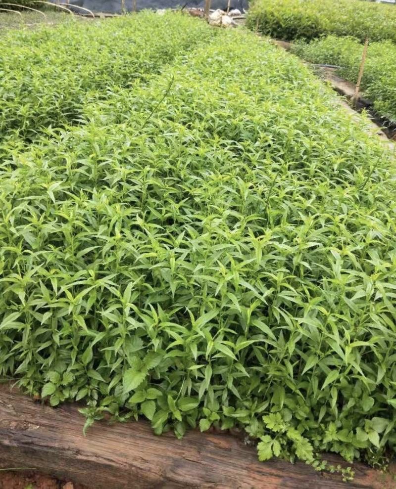 桃树苗，毛桃树袋苗大量现货供应批发零售，一首货源欢迎购买