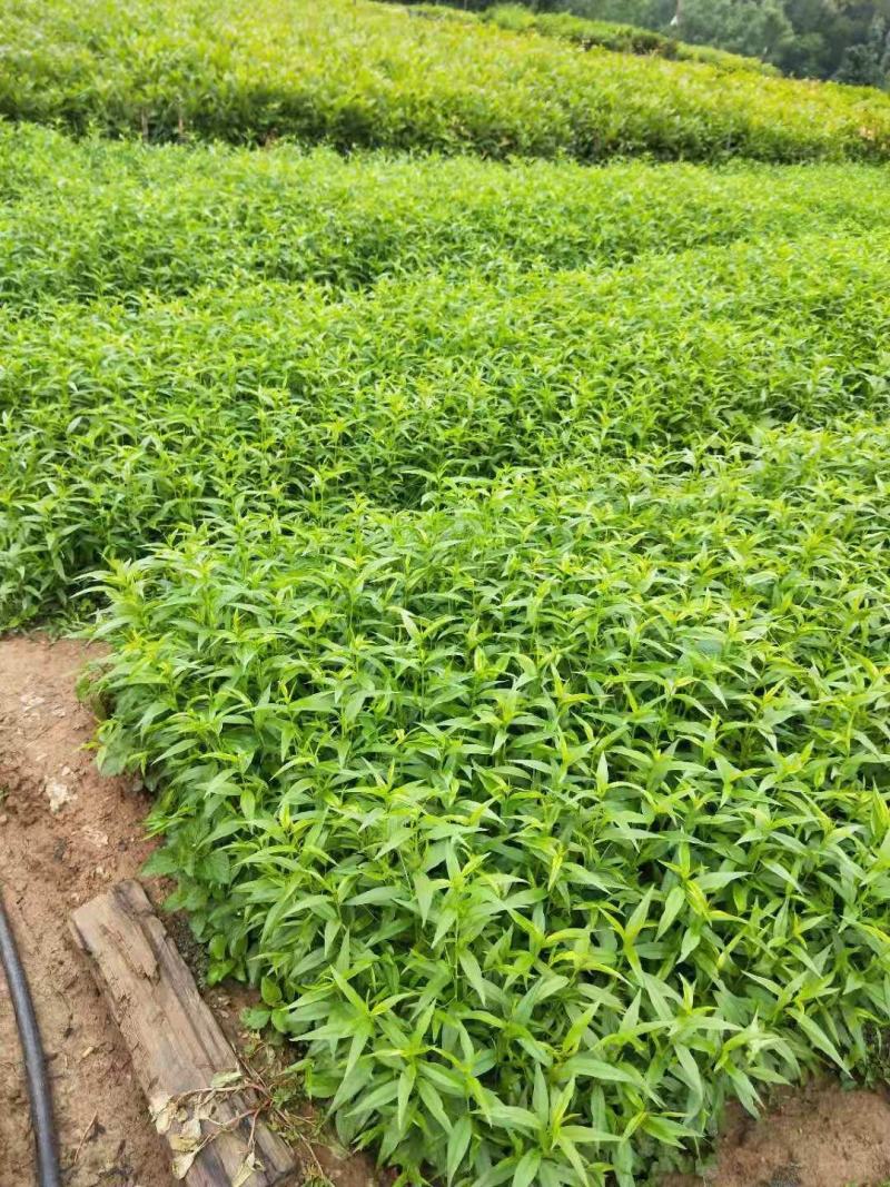 桃树苗，毛桃树袋苗大量现货供应批发零售，一首货源欢迎购买