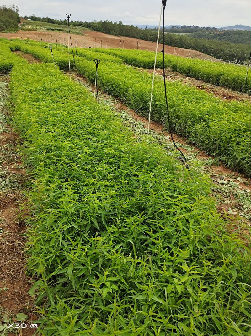 桃树苗，毛桃树袋苗大量现货供应批发零售，一首货源欢迎购买