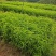 桃树苗，毛桃树袋苗大量现货供应批发零售，一首货源欢迎购买