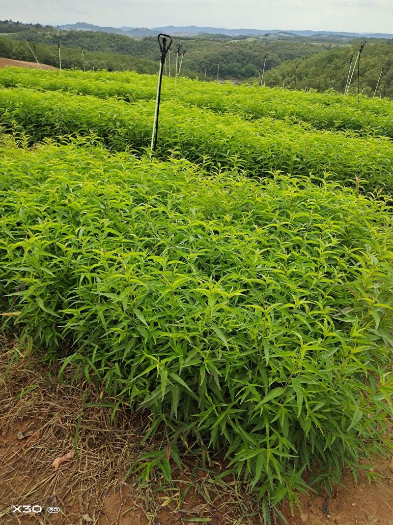桃树苗，毛桃树袋苗大量现货供应批发零售，一首货源欢迎购买