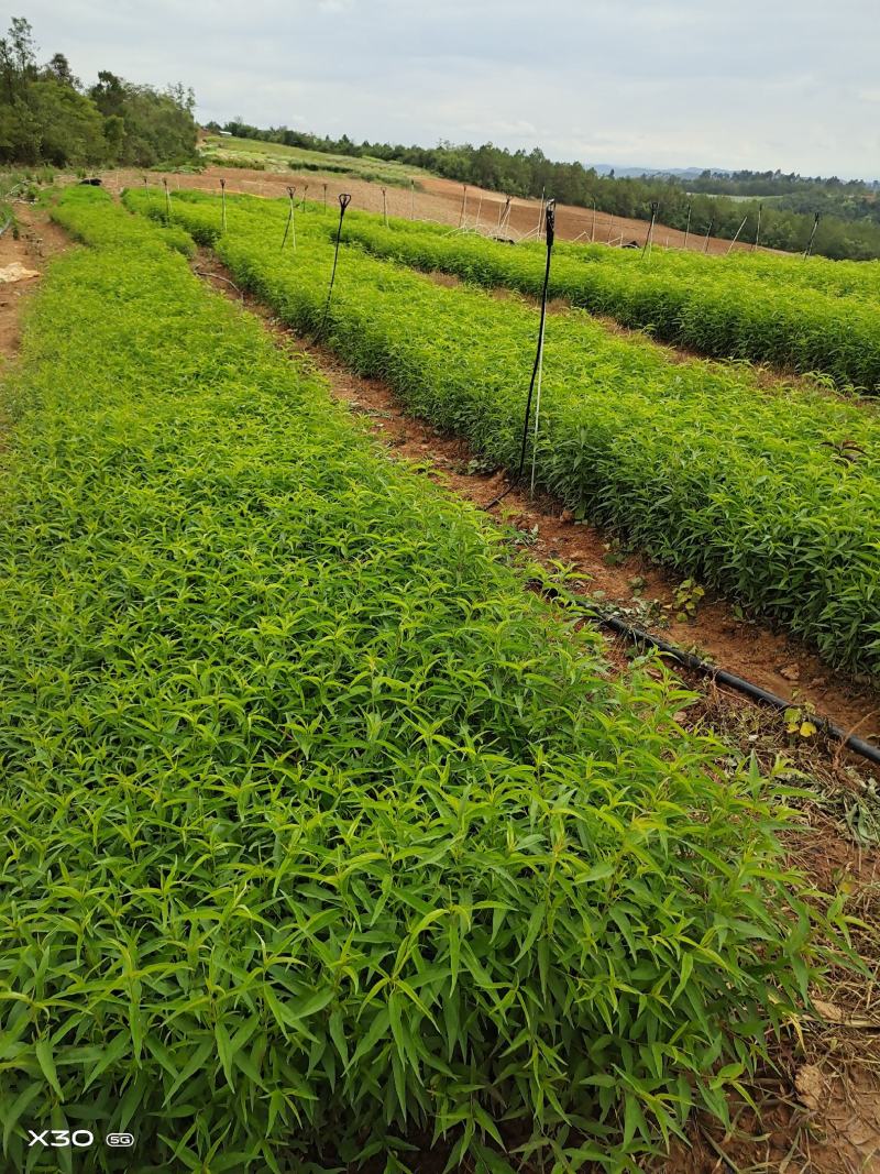 桃树苗，毛桃树袋苗大量现货供应批发零售，一首货源欢迎购买