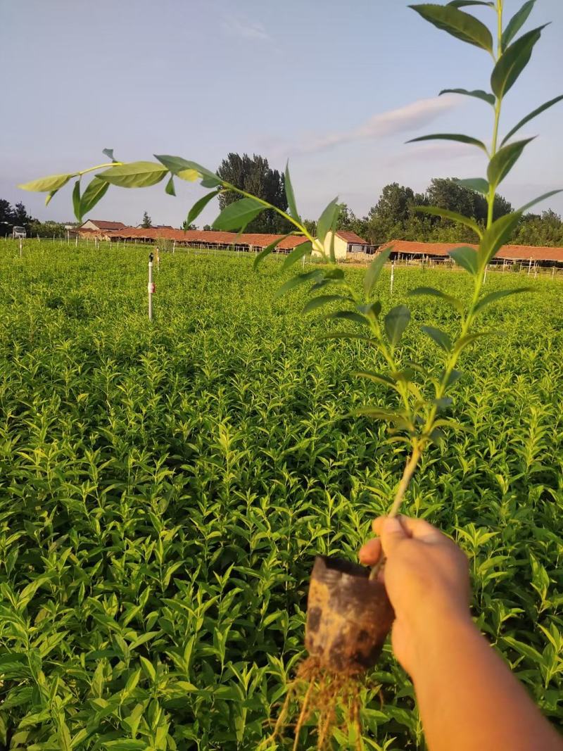 高品质连翘苗根系发达批发价格基地直发