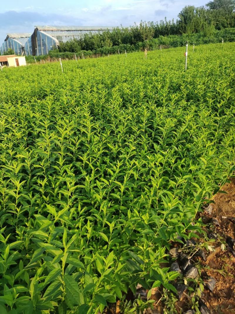 高品质连翘苗根系发达批发价格基地直发