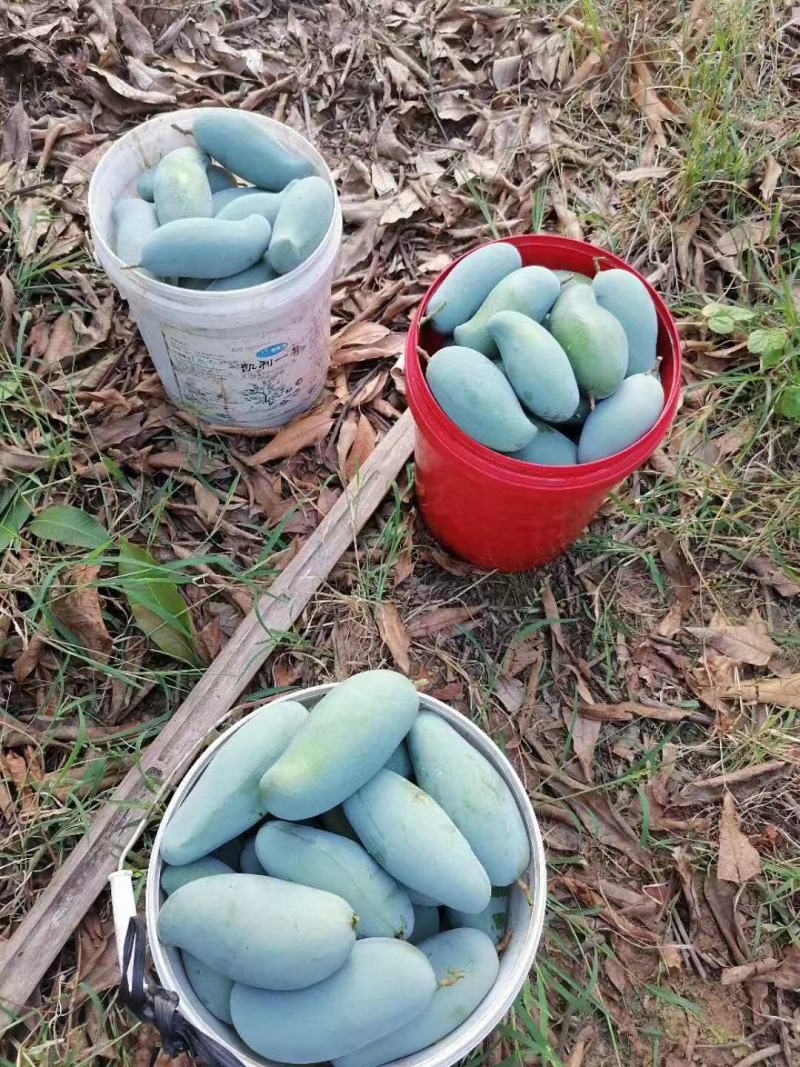 桂七芒(广西为桂，七月成熟)